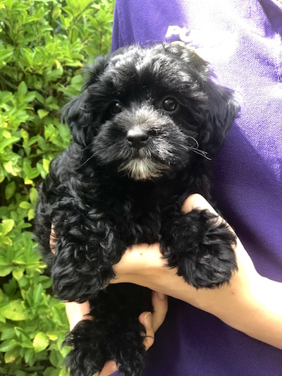 Absolutely adorable black Bichoodle puppy dog held in arms at Puppy Shack Brisbane.